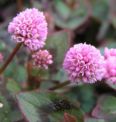 Himalayan Smartweed seed Polygonum capitatum